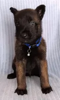 Konan, a male Belgian Malinois for sale in Chula Vista, CA – Photo 1 of 10