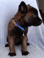 Konan, a male Belgian Malinois for sale in Chula Vista, CA – Photo 6 of 10