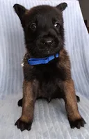 Konan, a male Belgian Malinois for sale in Chula Vista, CA – Photo 7 of 10