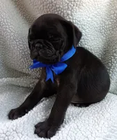 Peabody, a male Pug for sale in Chula Vista, CA – 5 of 10