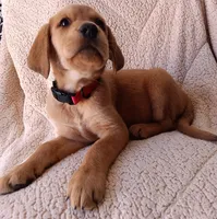 Lola , a female Labrador Retriever for sale in Chula Vista, CA – 3 of 5
