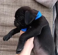 Chubby pugsie , a male Pug for sale in Chula Vista, CA – 6 of 8