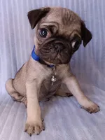 Pug, a male Pug for sale in Chula Vista, CA – Photo 6 of 6