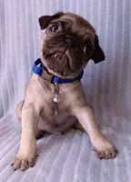 Pug, a male Pug for sale in Chula Vista, CA – Photo 4 of 6