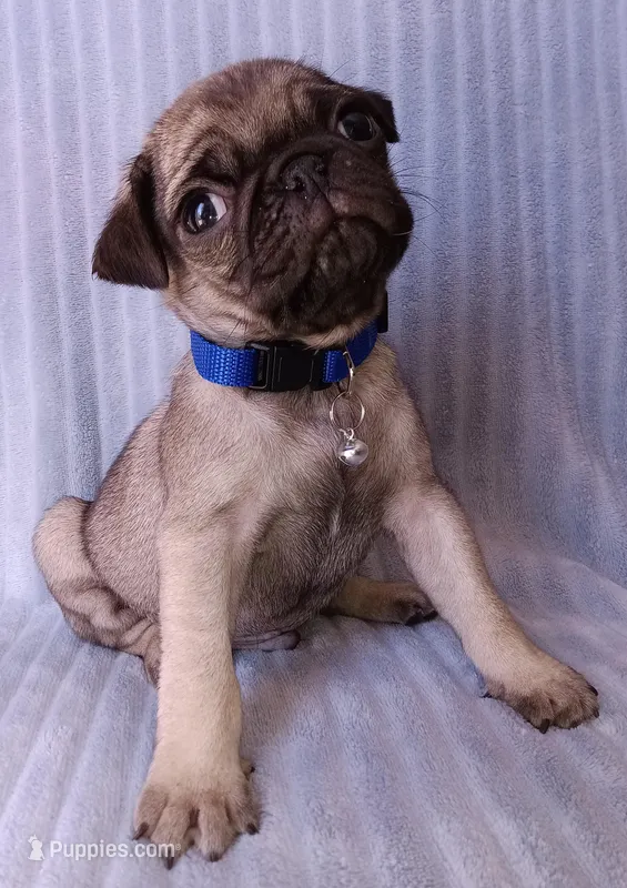 Pug – Pug puppy for sale in Chula Vista, CA