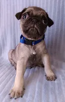 Pug, a male Pug for sale in Chula Vista, CA – Photo 2 of 6