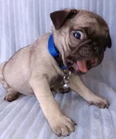 Pug, a male Pug for sale in Chula Vista, CA – Photo 5 of 6