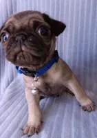 Pug, a male Pug for sale in Chula Vista, CA – Photo 3 of 6