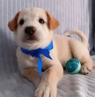 Toby, a male Golden Retriever and Labrador Retriever for sale in Chula Vista, CA – 4 of 8