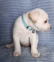 Max, a male Miniature Schnauzer for sale in Chula Vista, CA – Photo 4 of 9