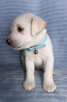 Max, a male Miniature Schnauzer for sale in Chula Vista, CA – Photo 9 of 9