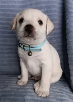 Max, a male Miniature Schnauzer for sale in Chula Vista, CA – Photo 1 of 9