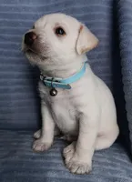 Max, a male Miniature Schnauzer for sale in Chula Vista, CA – Photo 2 of 9