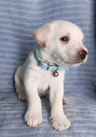 Max, a male Miniature Schnauzer for sale in Chula Vista, CA – Photo 6 of 9