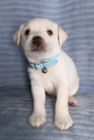 Max, a male Miniature Schnauzer for sale in Chula Vista, CA – Photo 5 of 9