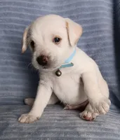 Max, a male Miniature Schnauzer for sale in Chula Vista, CA – Photo 7 of 9