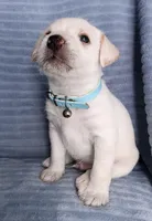 Max, a male Miniature Schnauzer for sale in Chula Vista, CA – Photo 8 of 9