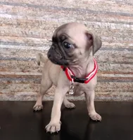 Eve, a female Pug for sale in Chula Vista, CA – 3 of 4