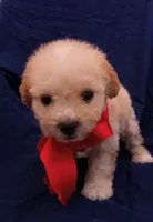 Tedsy, a male Maltipoo for sale in Chula Vista, CA – 5 of 10