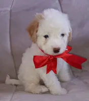 Teddy, a male Maltipoo for sale in Chula Vista, CA – 7 of 10