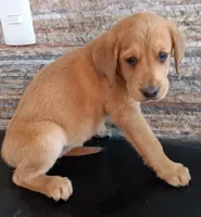 Lola, a female Labrador Retriever for sale in Chula Vista, CA – 5 of 8