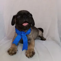 Mosho , a female Pug for sale in Chula Vista, CA – 3 of 9