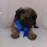 Mosho , a female Pug for sale in Chula Vista, CA – 7 of 9