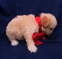 Tedsy, a male Maltipoo for sale in Chula Vista, CA – 4 of 10