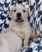 Lola, a female Labrador Retriever for sale in Chula Vista, CA – 1 of 2