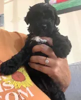 Charlotte , a female Maltipoo for sale in Chula Vista, CA – 6 of 7