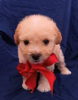 Tedsy, a male Maltipoo for sale in Chula Vista, CA – 3 of 10