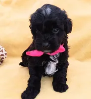 Charlotte , a female Maltipoo for sale in Chula Vista, CA – 5 of 7