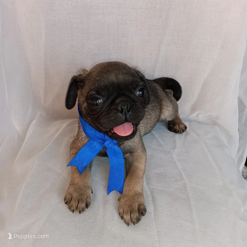Mosho  – Pug puppy for sale in Chula Vista, CA