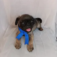 Mosho , a female Pug for sale in Chula Vista, CA – 1 of 9