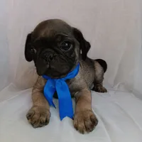Mosho , a female Pug for sale in Chula Vista, CA – 2 of 9