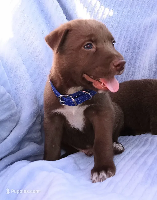 Bobby – Labrador Retriever puppy for sale in Chula Vista, CA