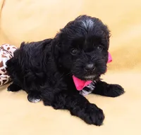 Charlotte , a female Maltipoo for sale in Chula Vista, CA – 4 of 7