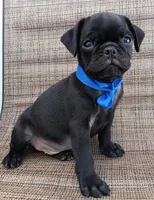Chubby pugsie , a male Pug for sale in Chula Vista, CA – 7 of 8
