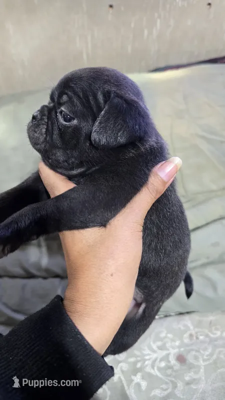 Bella – Pug puppy for sale in Chula Vista, CA