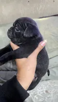 Bella, a female Pug for sale in Chula Vista, CA – 1 of 2