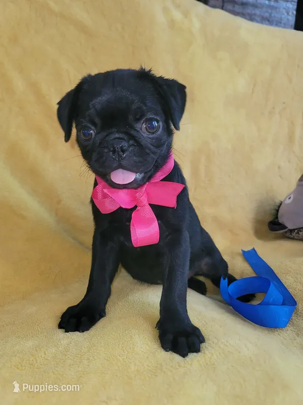 Happy – Pug puppy for sale in Chula Vista, CA