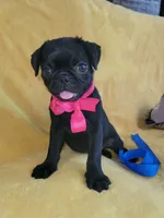 Happy, a female Pug for sale in Chula Vista, CA – 1 of 10