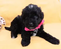 Charlotte , a female Maltipoo for sale in Chula Vista, CA – 2 of 7