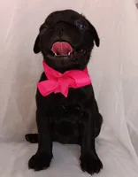 Happy, a female Pug for sale in Chula Vista, CA – 5 of 7