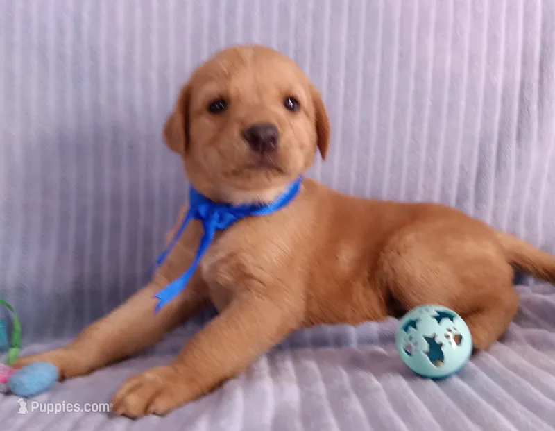 Teddy – Golden Retriever, Labrador Retriever puppy for sale in Chula Vista, CA