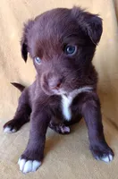 Max, a male Labrador Retriever and Poodle - Miniature  for sale in Chula Vista, CA – Photo 4 of 8