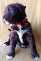 Max, a male Labrador Retriever and Poodle - Miniature  for sale in Chula Vista, CA – Photo 2 of 8