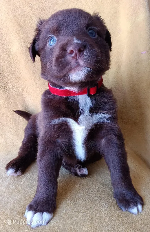 Max – Labrador Retriever, Poodle - Miniature  puppy for sale in Chula Vista, CA