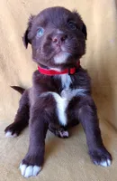 Max, a male Labrador Retriever and Poodle - Miniature  for sale in Chula Vista, CA – Photo 1 of 8