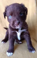 Max, a male Labrador Retriever and Poodle - Miniature  for sale in Chula Vista, CA – Photo 8 of 8